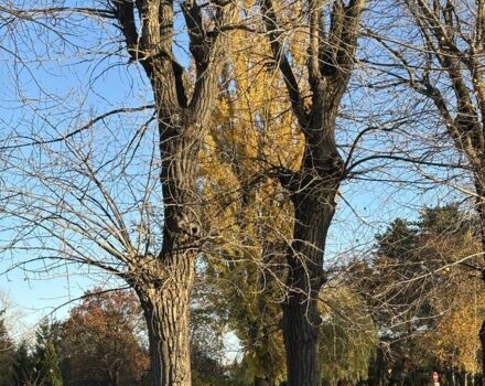 Опель Астра 2005 в Кременчуге на Automoto.ua Черный Опель Астра, объемом двигателя 0 л и пробегом 31 тыс. км за 2200 $, фото 3 на Automoto.ua