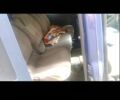 Синий Опель Комбо груз.-пасс., объемом двигателя 1.3 л и пробегом 280 тыс. км за 3250 $, фото 1 на Automoto.ua