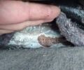 Белый Опель Кадет, объемом двигателя 1.28 л и пробегом 100 тыс. км за 550 $, фото 1 на Automoto.ua