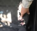 Черный Опель Вектра, объемом двигателя 2.2 л и пробегом 299 тыс. км за 2899 $, фото 6 на Automoto.ua