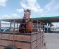 ПГМФ 8304 2016 в Житомире на Automoto.ua ПГМФ 8304, объемом двигателя 0 л и пробегом 0 тыс. км за 1200 $, фото 6 на Automoto.ua