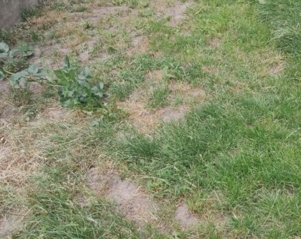 Панония Другая, объемом двигателя 0 л и пробегом 0 тыс. км за 834 $, фото 2 на Automoto.ua