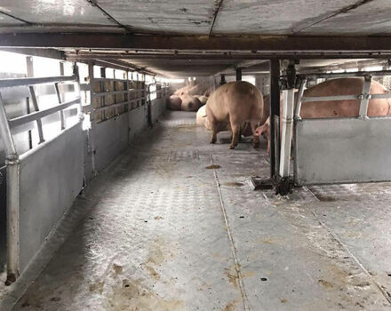 Серый Pezzaioli Zorzi, объемом двигателя 0 л и пробегом 500 тыс. км за 9900 $, фото 14 на Automoto.ua