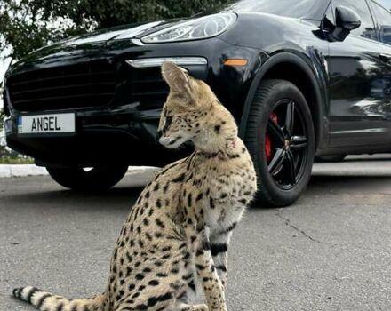 Черный Порше Каен, объемом двигателя 3.6 л и пробегом 145 тыс. км за 35000 $, фото 1 на Automoto.ua