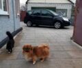 Черный Рено Гранд Сценик, объемом двигателя 1.6 л и пробегом 201 тыс. км за 6500 $, фото 1 на Automoto.ua