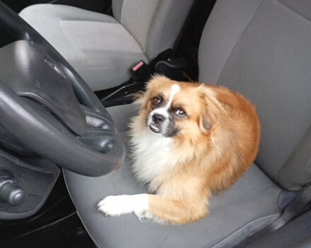 Желтый Рено Кенгу, объемом двигателя 0 л и пробегом 99 тыс. км за 8900 $, фото 9 на Automoto.ua