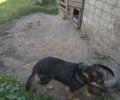 Белый Рено Магнум, объемом двигателя 12 л и пробегом 1000 тыс. км за 6500 $, фото 9 на Automoto.ua
