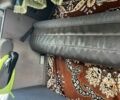 Рено Магнум, об'ємом двигуна 0 л та пробігом 0 тис. км за 11200 $, фото 8 на Automoto.ua