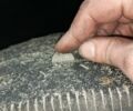 Рено Магнум, об'ємом двигуна 0 л та пробігом 0 тис. км за 6500 $, фото 8 на Automoto.ua
