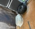 Білий Рено Мастєр, об'ємом двигуна 2.5 л та пробігом 300 тис. км за 7500 $, фото 11 на Automoto.ua