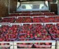 Білий Рено Мастєр, об'ємом двигуна 2.46 л та пробігом 600 тис. км за 7500 $, фото 17 на Automoto.ua