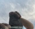 Білий Рено Мастєр, об'ємом двигуна 2.3 л та пробігом 55 тис. км за 24000 $, фото 34 на Automoto.ua