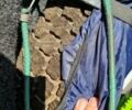 Білий Рено Мастєр, об'ємом двигуна 2.5 л та пробігом 498 тис. км за 7800 $, фото 23 на Automoto.ua