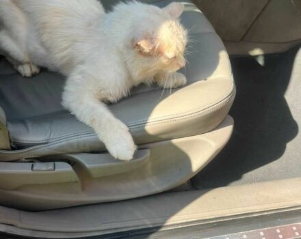 Красный Рено Вел Сатис, объемом двигателя 2.2 л и пробегом 260 тыс. км за 3550 $, фото 4 на Automoto.ua