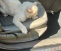 Червоний Рено Вел Сатіс, об'ємом двигуна 2.2 л та пробігом 260 тис. км за 4200 $, фото 11 на Automoto.ua