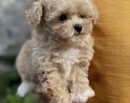 Серый Сеат Ибица, объемом двигателя 2 л и пробегом 310 тыс. км за 497 $, фото 1 на Automoto.ua