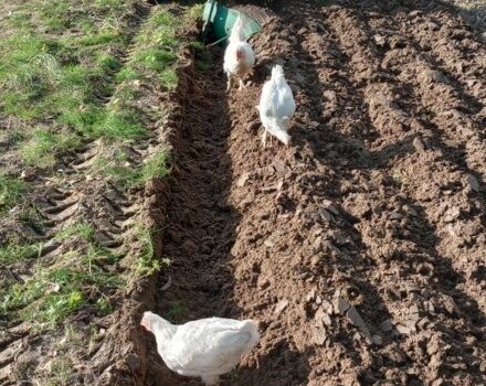 Самодельный Другая, объемом двигателя 0 л и пробегом 500 тыс. км за 1080 $, фото 3 на Automoto.ua