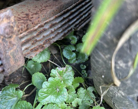 Самодельный Саморобний причіп, объемом двигателя 0 л и пробегом 0 тыс. км за 1000 $, фото 4 на Automoto.ua