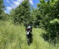 Шанрай Другая, объемом двигателя 0.25 л и пробегом 0 тыс. км за 1500 $, фото 4 на Automoto.ua