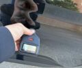 Шкода Kodiaq 2022 в Киеве на Automoto.ua Черный Шкода Kodiaq, объемом двигателя 1.97 л и пробегом 126 тыс. км за 36900 $, фото 123 на Automoto.ua
