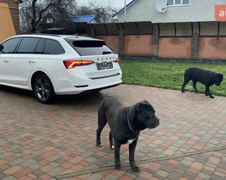 Белый Шкода Октавия, объемом двигателя 2 л и пробегом 78 тыс. км за 29200 $, фото 27 на Automoto.ua