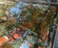 Серый Смарт Форфор, объемом двигателя 1.5 л и пробегом 114 тыс. км за 2000 $, фото 6 на Automoto.ua
