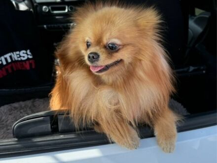 Білий Смарт Fortwo, об'ємом двигуна 1 л та пробігом 2 тис. км за 5500 $, фото 1 на Automoto.ua