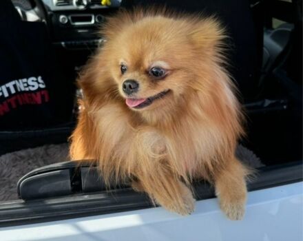 Белый Смарт Форту, объемом двигателя 1 л и пробегом 2 тыс. км за 5500 $, фото 1 на Automoto.ua