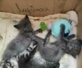 Красный Cанг Йонг Корандо, объемом двигателя 2 л и пробегом 111 тыс. км за 12500 $, фото 3 на Automoto.ua