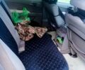 Cанг Йонг Kyron, об'ємом двигуна 2 л та пробігом 300 тис. км за 6000 $, фото 1 на Automoto.ua
