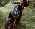Сузукі Інша, об'ємом двигуна 49 л та пробігом 0 тис. км за 17000 $, фото 1 на Automoto.ua