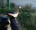 Сузуки Другая, объемом двигателя 49 л и пробегом 0 тыс. км за 557 $, фото 6 на Automoto.ua
