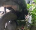 Серый Сузуки Летс 2, объемом двигателя 0 л и пробегом 10 тыс. км за 287 $, фото 3 на Automoto.ua