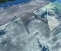 Білий Тесла Модель 3, об'ємом двигуна 0 л та пробігом 56 тис. км за 18000 $, фото 22 на Automoto.ua