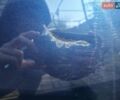 Синий Тойота Приус, объемом двигателя 1.8 л и пробегом 198 тыс. км за 11300 $, фото 17 на Automoto.ua