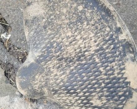 Урал Другая, объемом двигателя 0.65 л и пробегом 0 тыс. км за 402 $, фото 2 на Automoto.ua