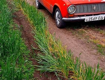 ВАЗ 2101 1985 у Балте на Automoto.ua ВАЗ 2101, об'ємом двигуна 1.6 л та пробігом 130 тис. км за 550 $, фото 1 на Automoto.ua