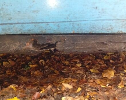 Синій ВАЗ 2101, об'ємом двигуна 1 л та пробігом 1 тис. км за 238 $, фото 5 на Automoto.ua