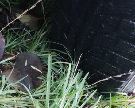 Красный ВАЗ 2102, объемом двигателя 0 л и пробегом 102 тыс. км за 414 $, фото 6 на Automoto.ua