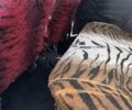 Красный ВАЗ 2104, объемом двигателя 0 л и пробегом 1000 тыс. км за 500 $, фото 7 на Automoto.ua