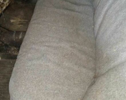 ВАЗ 2106 1988 в Днепре (Днепропетровске) на Automoto.ua Бежевый ВАЗ 2106, объемом двигателя 1.3 л и пробегом 300 тыс. км за 499 $, фото 11 на Automoto.ua