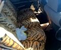 Коричневий ВАЗ 2106, об'ємом двигуна 15 л та пробігом 5 тис. км за 800 $, фото 6 на Automoto.ua