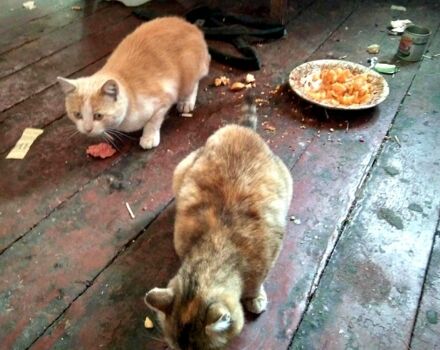 ВАЗ 2108 1991 в Петропавловке на Automoto.ua Бежевый ВАЗ 2108, объемом двигателя 1.5 л и пробегом 175 тыс. км за 840 $, фото 3 на Automoto.ua