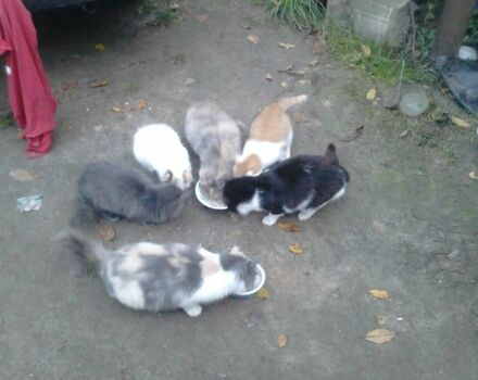 Белый ВАЗ 2109, объемом двигателя 1.5 л и пробегом 200 тыс. км за 500 $, фото 22 на Automoto.ua