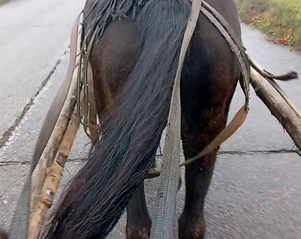 ВАЗ 2109, об'ємом двигуна 1.6 л та пробігом 166 тис. км за 1150 $, фото 1 на Automoto.ua