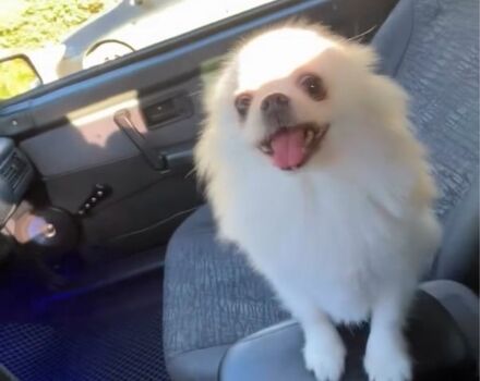 Серый ВАЗ 2113 Самара, объемом двигателя 1.6 л и пробегом 300 тыс. км за 1600 $, фото 4 на Automoto.ua