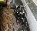 Вайпер Інша, об'ємом двигуна 80 л та пробігом 0 тис. км за 85 $, фото 1 на Automoto.ua