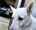 Черный Фольксваген Гольф, объемом двигателя 1.6 л и пробегом 250 тыс. км за 6200 $, фото 12 на Automoto.ua