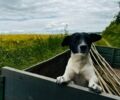 Синій Фольксваген Гольф, об'ємом двигуна 1.39 л та пробігом 225 тис. км за 4100 $, фото 20 на Automoto.ua