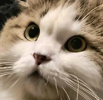 Черный Фольксваген Пассат, объемом двигателя 1.4 л и пробегом 180 тыс. км за 7700 $, фото 14 на Automoto.ua